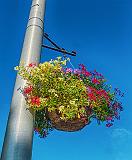 Hanging Flower Basket_P1160248-50